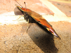 Peacock Butterfly