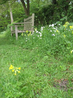 Stitchwort and Cowslips by the Meadow bench