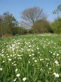 Stitchwort - Spring 2011