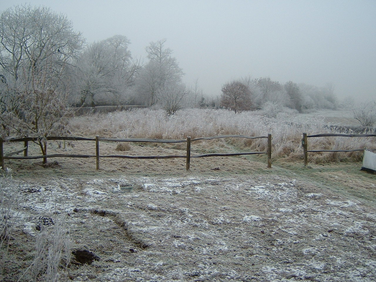 Meadow - January 2009