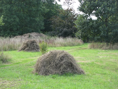 Hayricks from the scythed hay cut in 2010