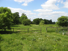 The Meadow in spring